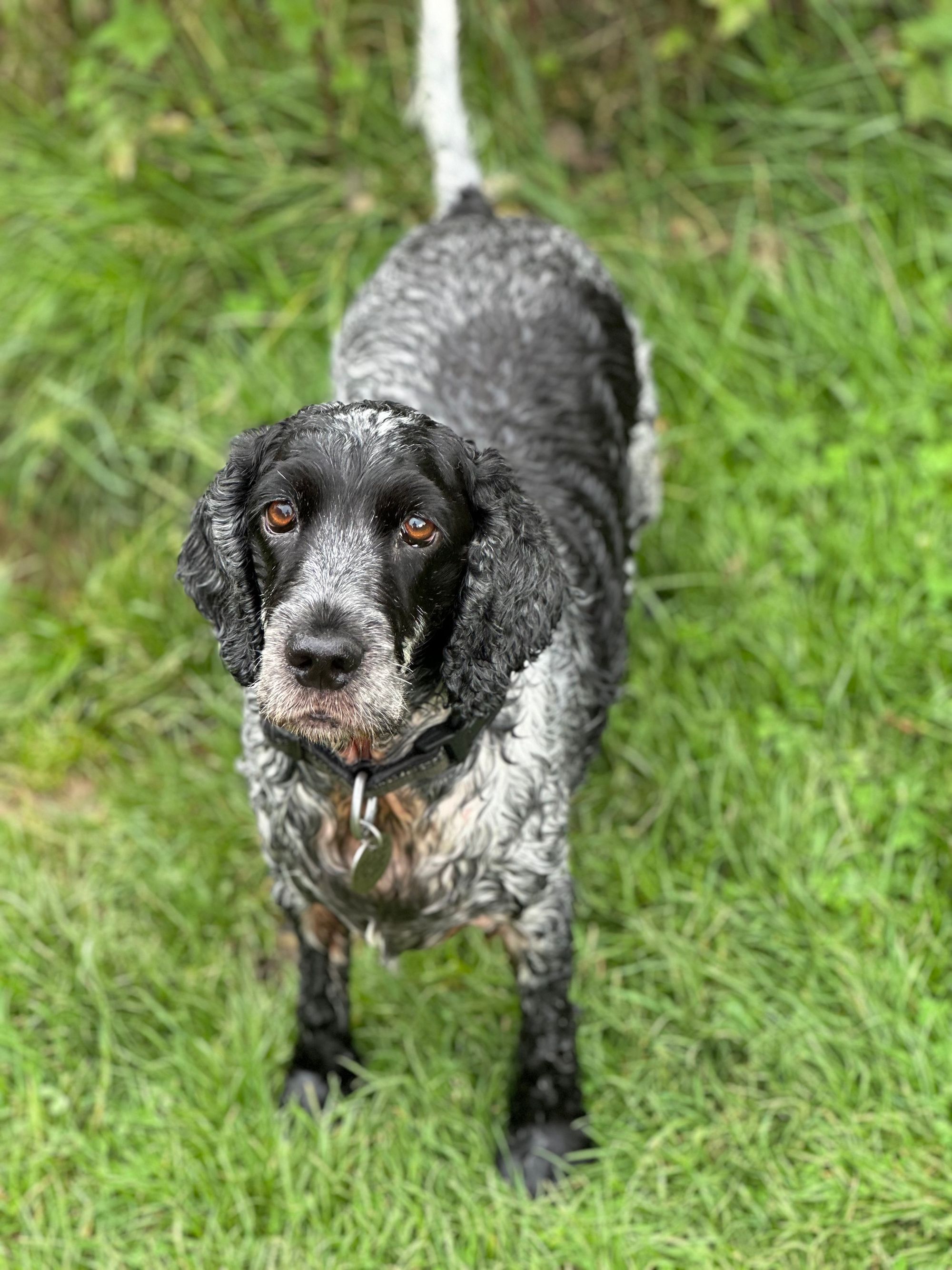 A wet blue roan (black and white) cocker spaniel dog outside on the grass.